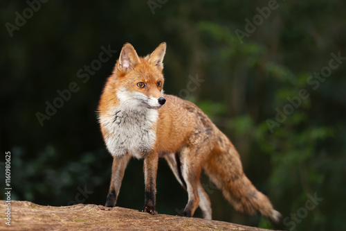 Wallpaper Mural Portrait of a cute red fox standing on a tree in a forest Torontodigital.ca