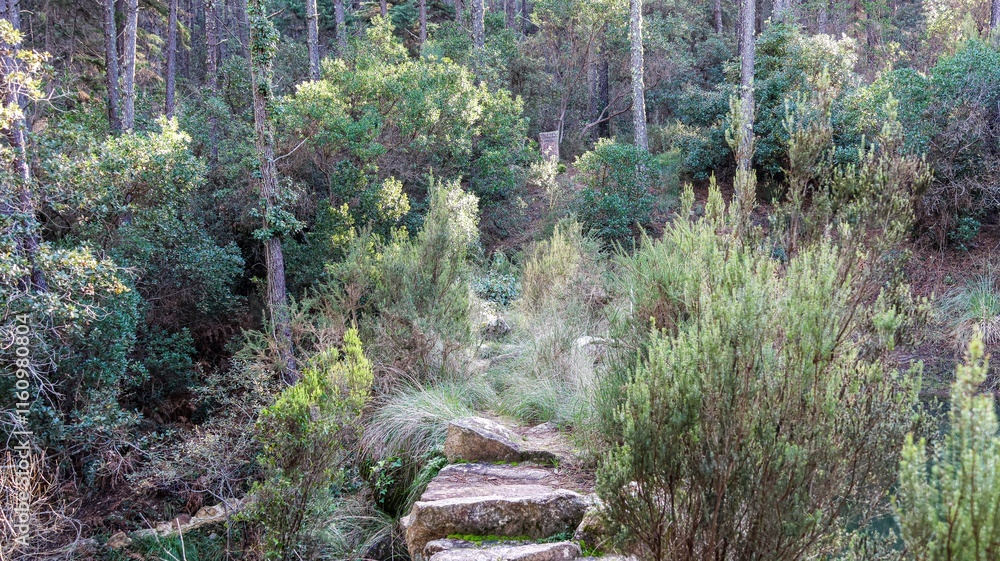 Obraz premium a beautiful shot of a pathway in a forest with a lot of plants