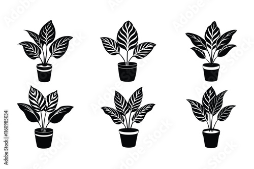 Calathea (Calathea lancifolia) design, labeled silhouette vector art illustration.