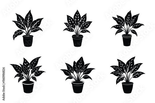 Chinese Evergreen (Aglaonema) design, labeled silhouette vector art illustration.