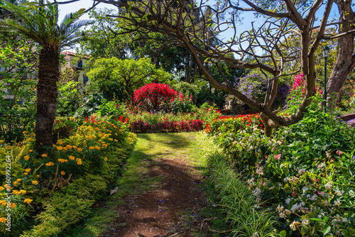 Municipal garden in Funchal on a summer morning. Madeira island, Portual. photo