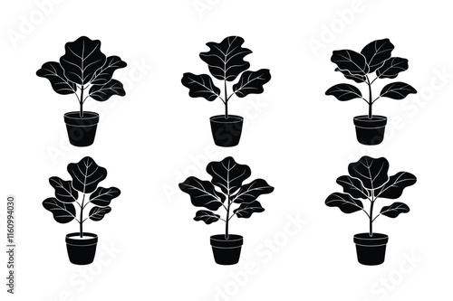 Fiddle Leaf Fig (Ficus lyrata) design, labeled silhouette vector art illustration.