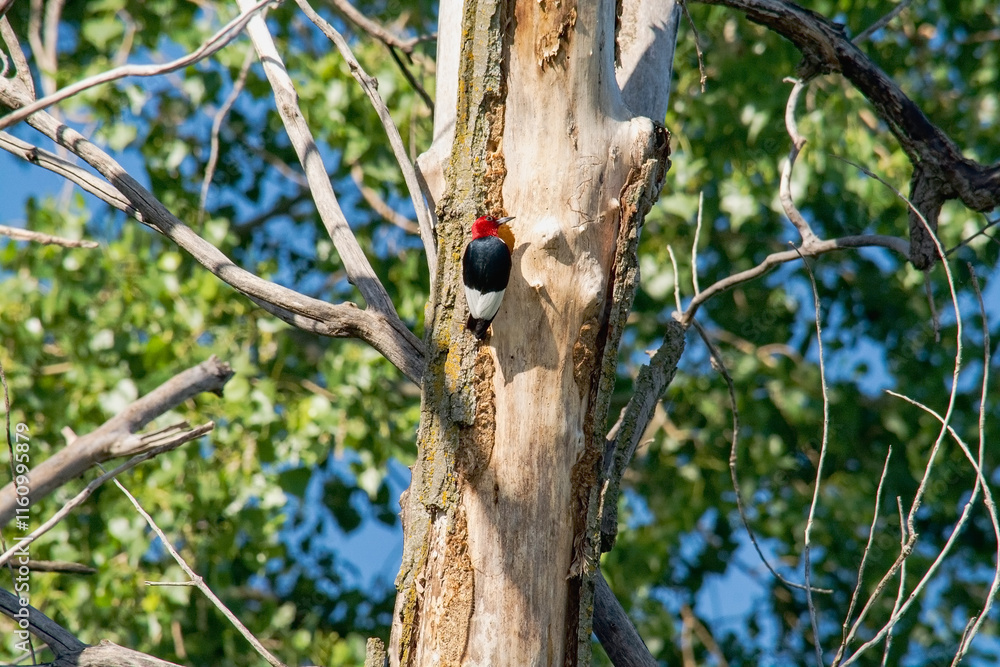Fototapeta premium Red woodpecker on a tree