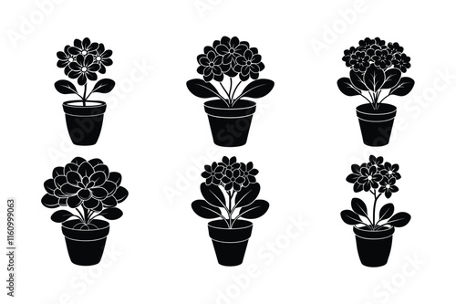 Kalanchoe (Kalanchoe blossfeldiana) design, labeled silhouette vector art illustration.