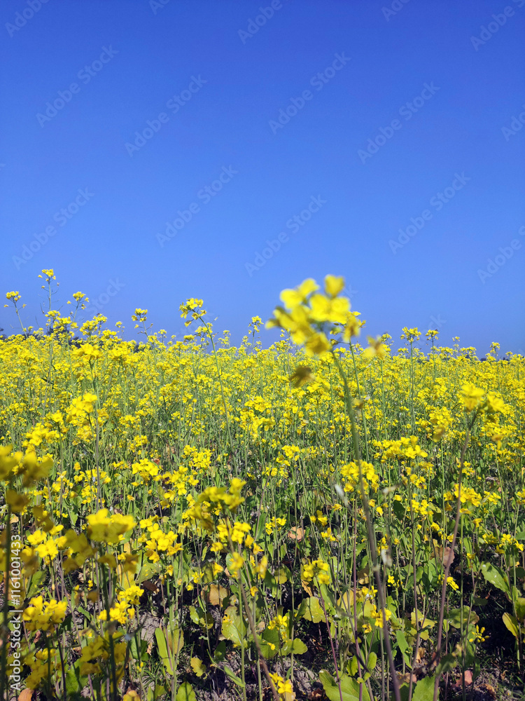 Mustard plants, from this seeds we will get mastered oil
Mustard plants, from this seeds we will get mastered oil