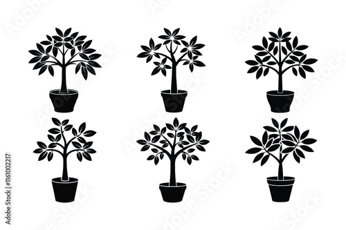 Money Tree (Pachira aquatica) design, labeled silhouette vector art illustration.