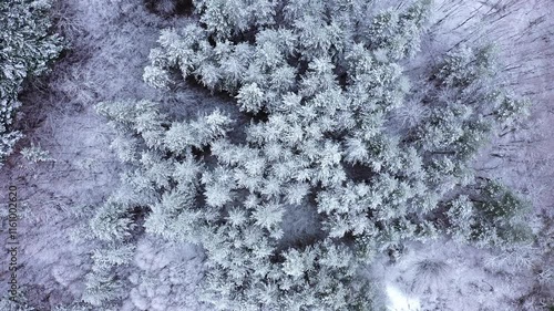 Aerial view of winter landscape with trees covered in snow photo