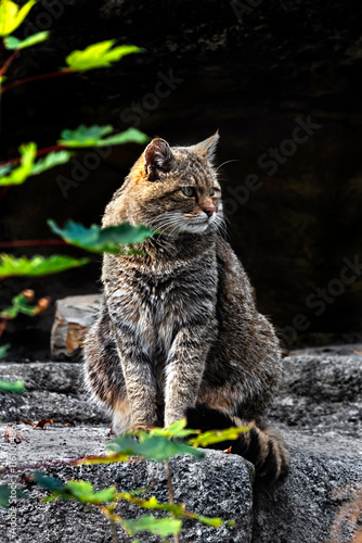 Canvas Print European wild cat sitting on the stone