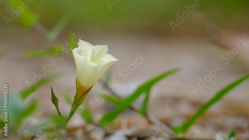 Merremia tridentata is a soft, herbaceous vine that often creeps along the ground photo