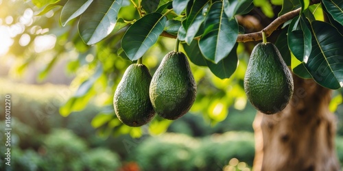 Avocado tree with ripe fruit highlighting skin benefits and natural beauty in a sunlit garden setting photo