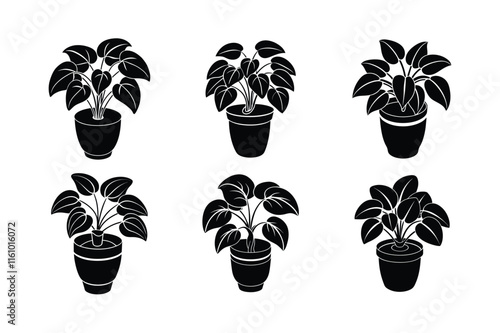 Peperomia (Peperomia obtusifolia) design, labeled silhouette vector art illustration.