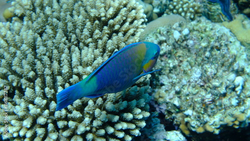 Daisy parrotfish or bullethead parrotfish (Chlorurus sordidus) undersea, Red Sea, Egypt, Sharm El Sheikh, Montazah Bay photo