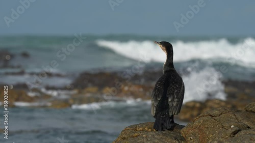 White-breasted cormorant (Phalacrocorax lucidus) on rocks along the Agulhas coastline. (L'Agulhas), Overberg, Western Cape. South Africa.