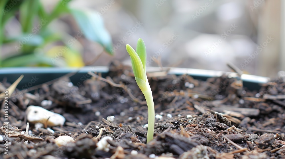 A single green sprout growing from cracked dry earth, representing resilience, new life, and hope in challenging conditions. Symbol of growth and renewal in nature.
A single green sprout growing from cracked dry earth, representing resilience, new life, and hope in challenging conditions. Symbol of growth and renewal in nature.