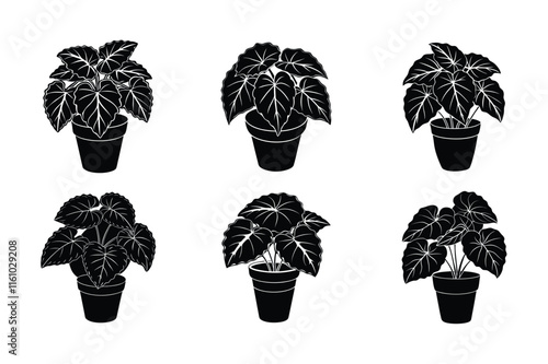 Rubber Plant (Ficus elastica) design, labeled silhouette vector art illustration.