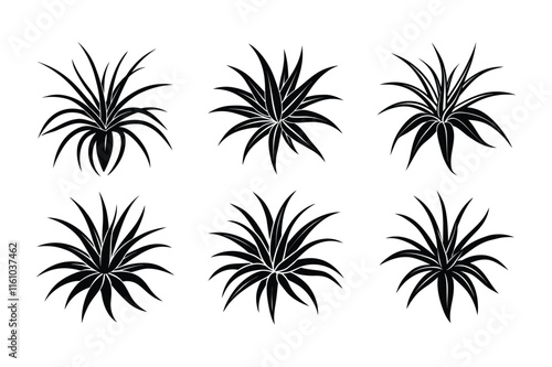 Spider Plant (Chlorophytum comosum) design, labeled silhouette vector art illustration.
