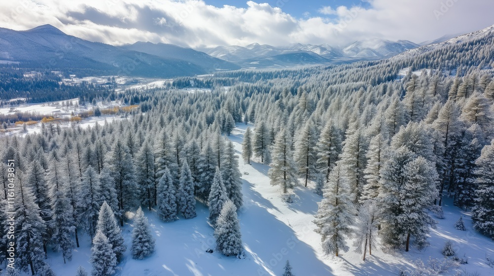 dense coniferous forest in winter dense coniferous forest in winter