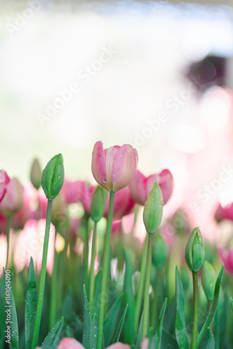 Blooming colorful tulips flowerbed in public flower garden