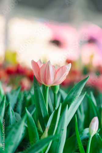 Blooming colorful tulips flowerbed in public flower garden