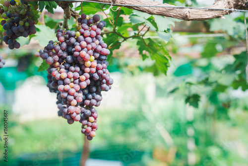 Close up of ripe purple grapes hanging on the vine in a vineyard at sunset, ready for harvest. The warm light of the setting sun illuminates the grapes, creating a beautiful and inviting scene.