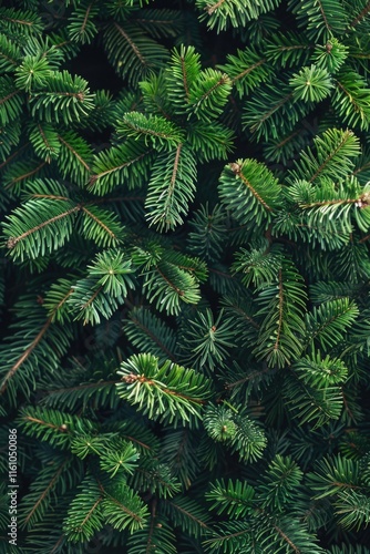 Close up of pine tree branches with green needles. photo