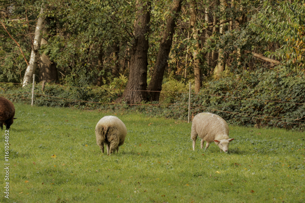 Sheep group grazing in a field of grass. Dutch countryside landscape grassland. Sheep group grazing in a field of grass. Dutch countryside landscape grassland.