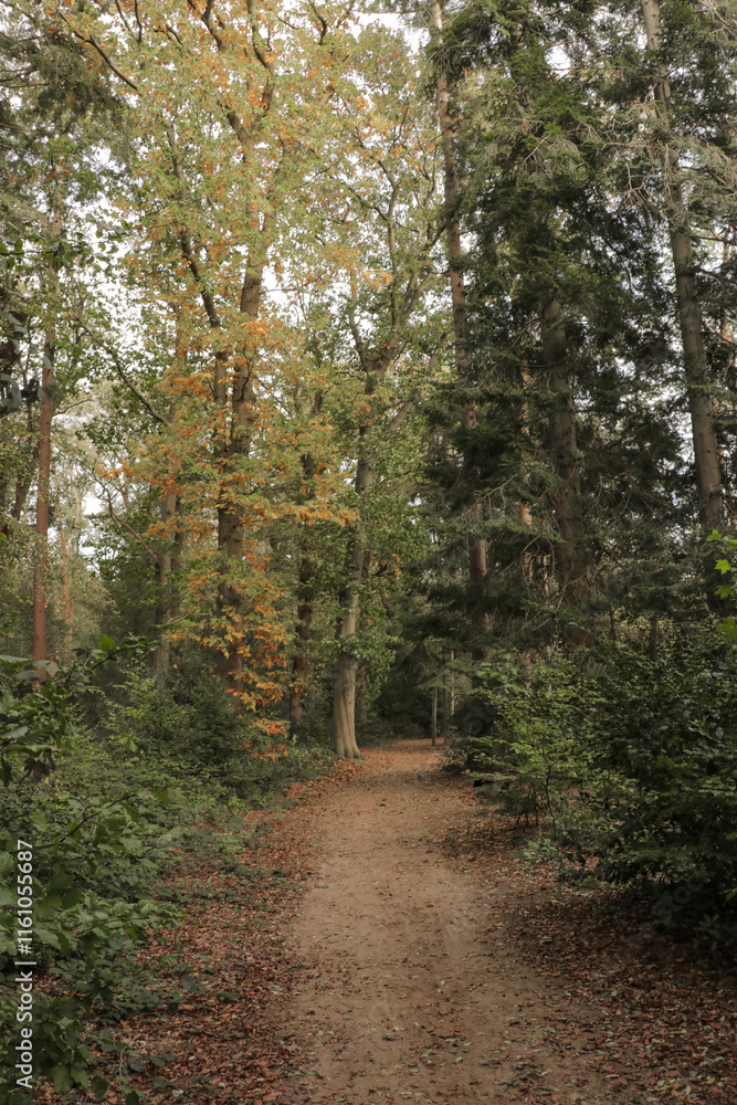 Naklejka premium Fall forest with tall trees and fallen autumn leaves on the ground and sun and shadow lines.