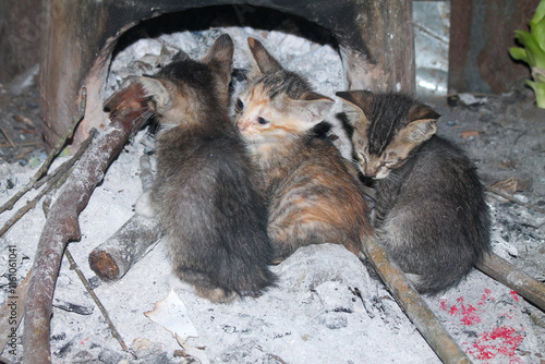 Photography three abandoned cats are warming themselves