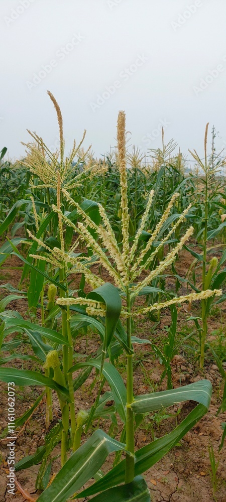 A field of corn with tall stalks