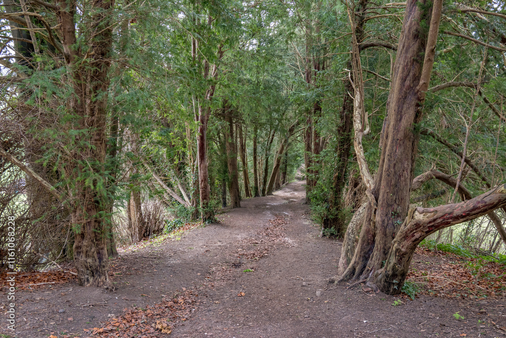 Old English country lane