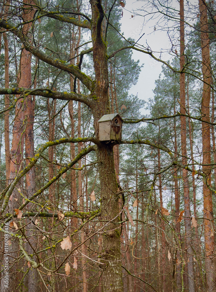 Fototapeta premium A serene forest scene with tall trees, including pine trees, and a birdhouse attached to one of the trunks. The image highlights the peaceful harmony of nature, with the birdhouse adding a touch of hu
