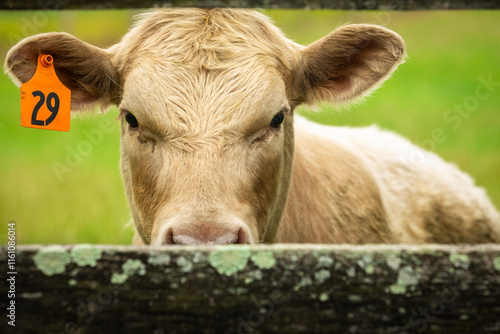 Cow with Ear Tag looking through rustic Fence; Close-up Portrait with Copy Space