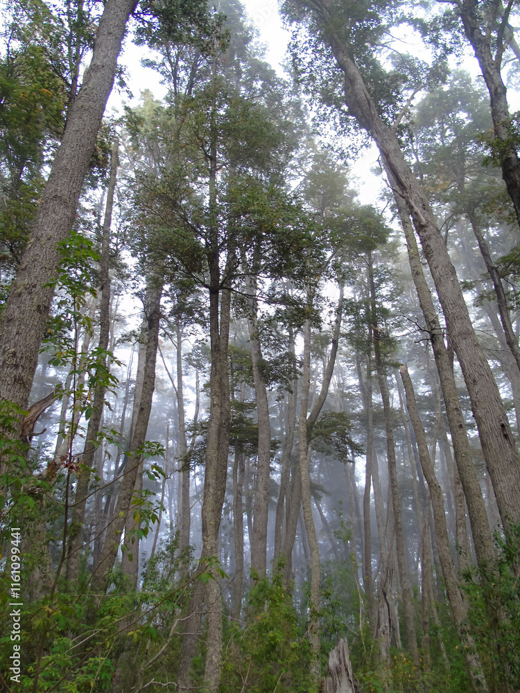 Naklejka premium Lush evergreen forest with fog