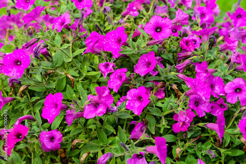 Bright pink petunia flowers in full bloom, surrounded by lush green foliage in an outdoor garden setting