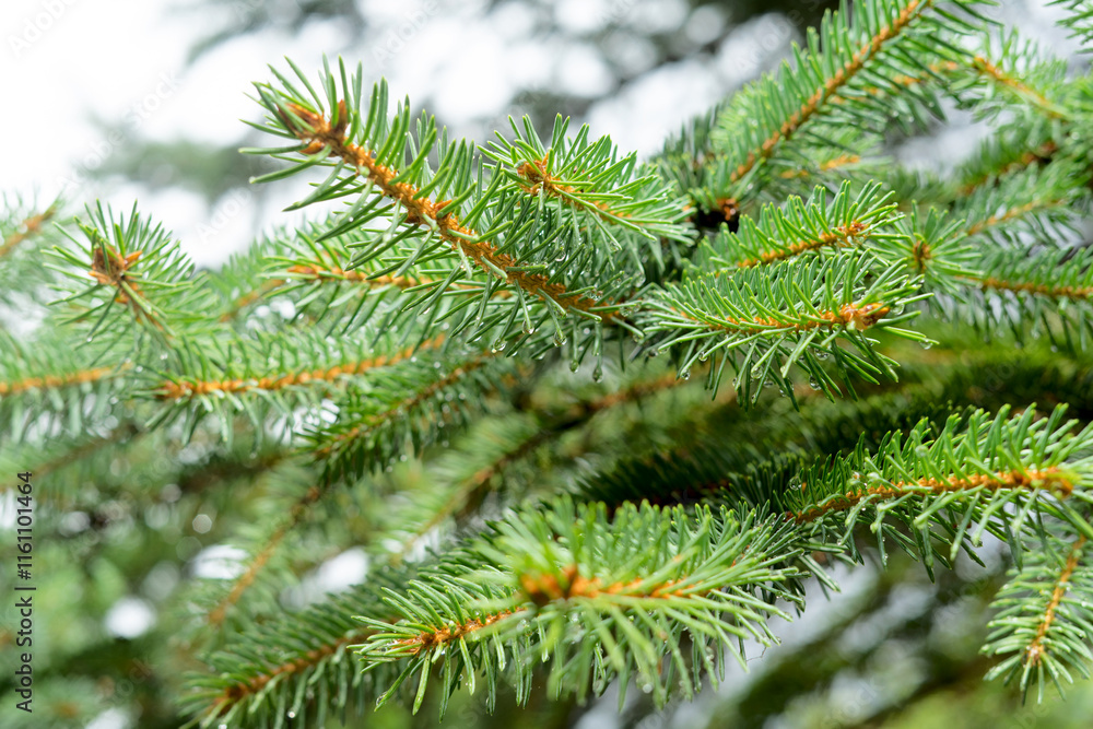 Close-up of green pine tree branches with fresh needles in a natural outdoor setting.
Close-up of green pine tree branches with fresh needles in a natural outdoor setting.