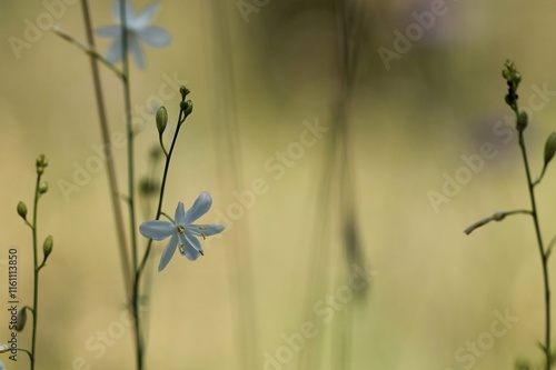 piccoli fiori bianchi in estate photo