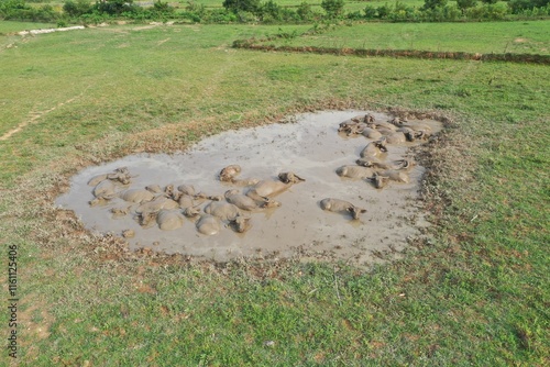  grassland buffalo photo