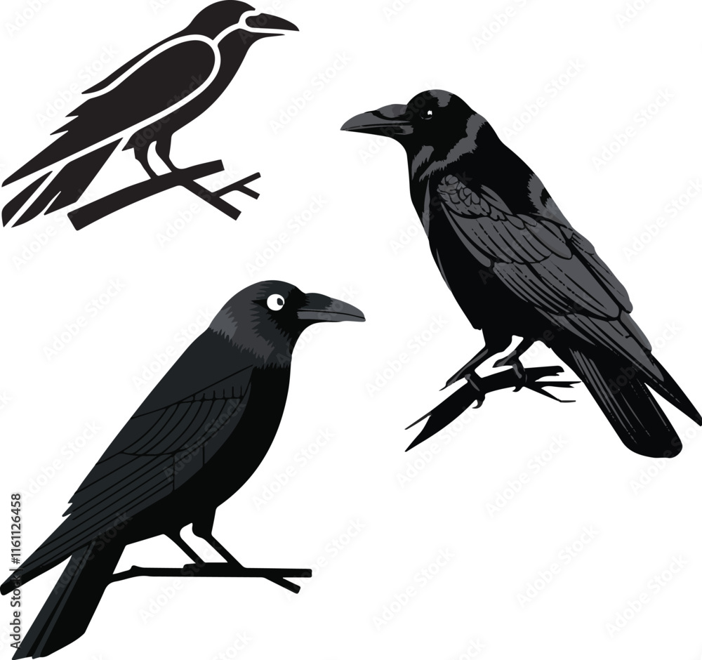 Obraz premium crow on a white