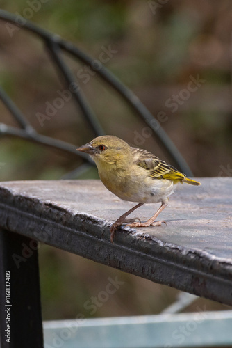 Ruppells weaver (Ploceus galbula) looking for food at picknick place at Lake Manyara National Park in Tanzania East Africa photo