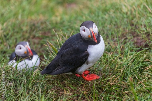 Fratercula arctica, pulcinella di mare in Islanda photo