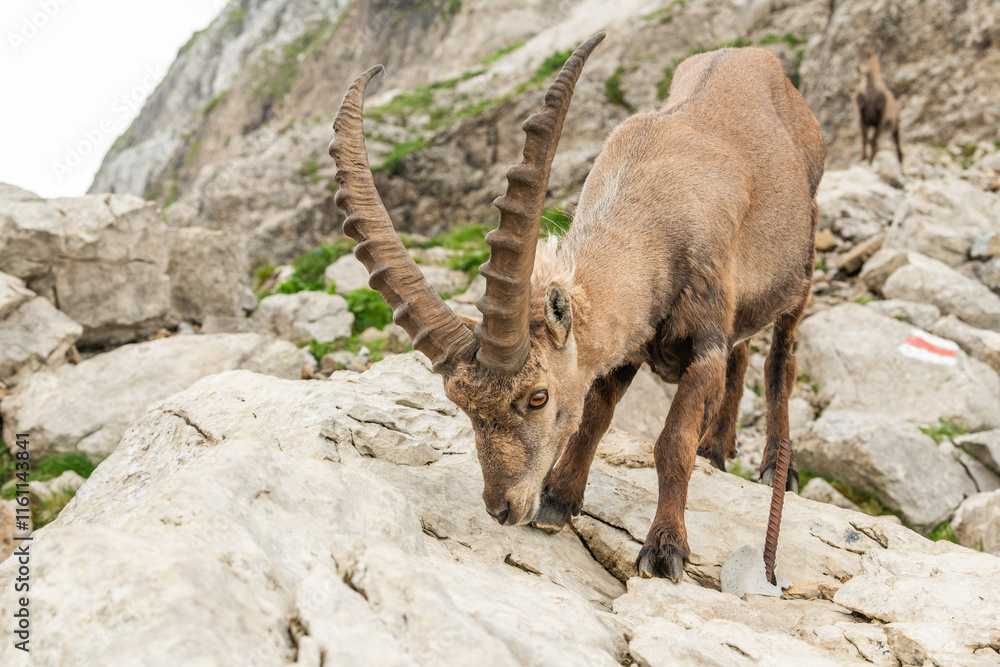Close up of an ibex, capricorn on big rock in the Alpstein mountains, looking into the camera. Swiss mountains, alpstein, wildlife. adult ibex on rocks. Summer,daytime. European wildlife, wildlife con Close up of an ibex, capricorn on big rock in the Alpstein mountains, looking into the camera. Swiss mountains, alpstein, wildlife. adult ibex on rocks. Summer,daytime. European wildlife, wildlife con