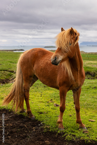Cavallo islandese