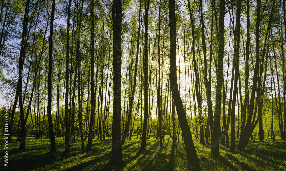 Obraz premium Sunset or sunrise in a spring birch forest with bright young foliage glowing in the rays of the sun and shadows. Vintage film aesthetic.