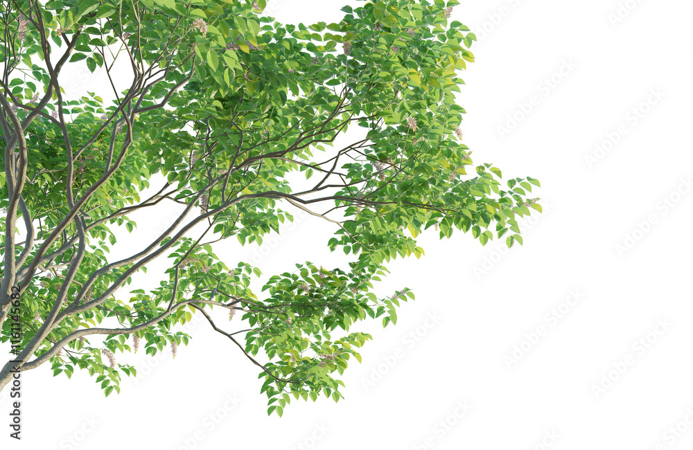 Millettia pinnata 3 tree corner cutout isolate png Millettia pinnata 3 tree corner cutout isolate png