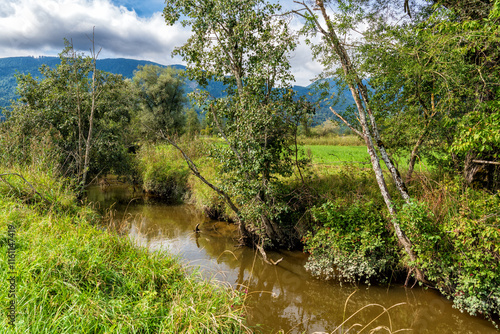 Bilde på lerret Die Ramsach bildet unterschiedlichste Biotope mit ihrem moorigen Wasser im Murna