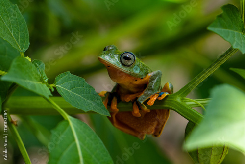 Rhacophorus reinwardtii is a species of frog in the family Rhacophoridae. It is variously known under the common names of black-webbed treefrog, green flying frog, Reinwardt's flying frog, or Reinward photo