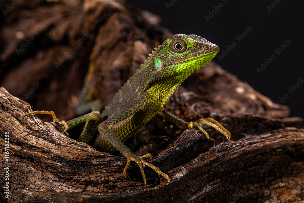 Fototapeta premium giant forest dragon, great anglehead lizard