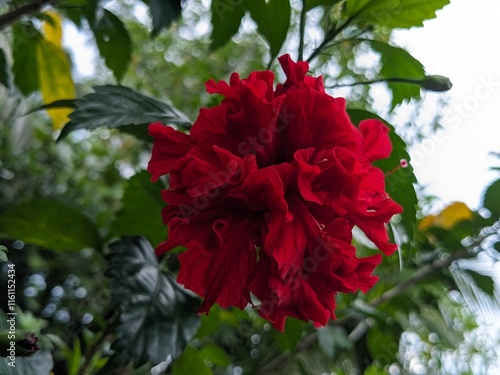 This is s hibiscus flower. It is blooming beautifully.  It is located in a garden in Sri Lanka. photo