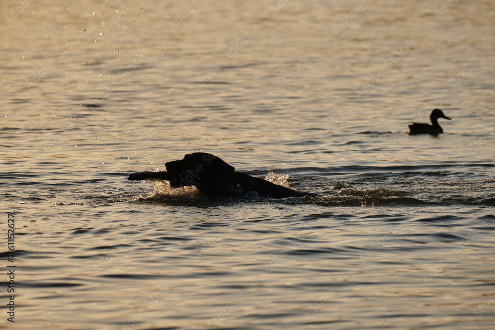 Fototapeta premium A brown Labrador swims in the river at sunset in summer. Charming, active and energetic dog loves water. The dog swims and brings a stick. The silhouette of a pet in the lake.