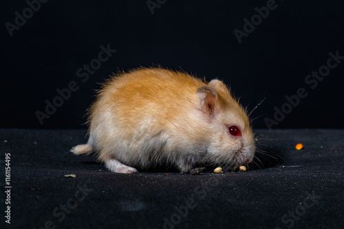 Hamsters are rodents (order Rodentia) belonging to the subfamily Cricetinae